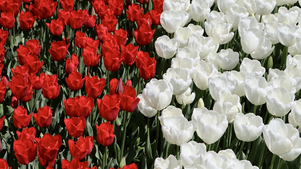 a field of white and red tulips with a red stripe