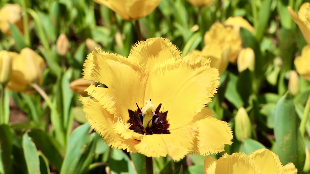 a close up of a yellow flower in a field