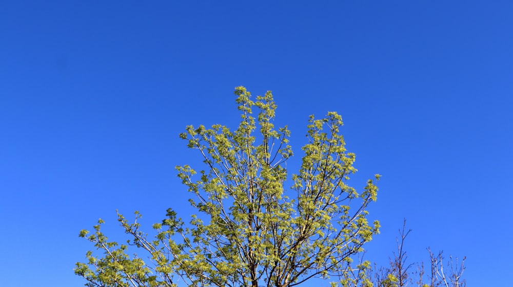 a tree with a blue sky in the background