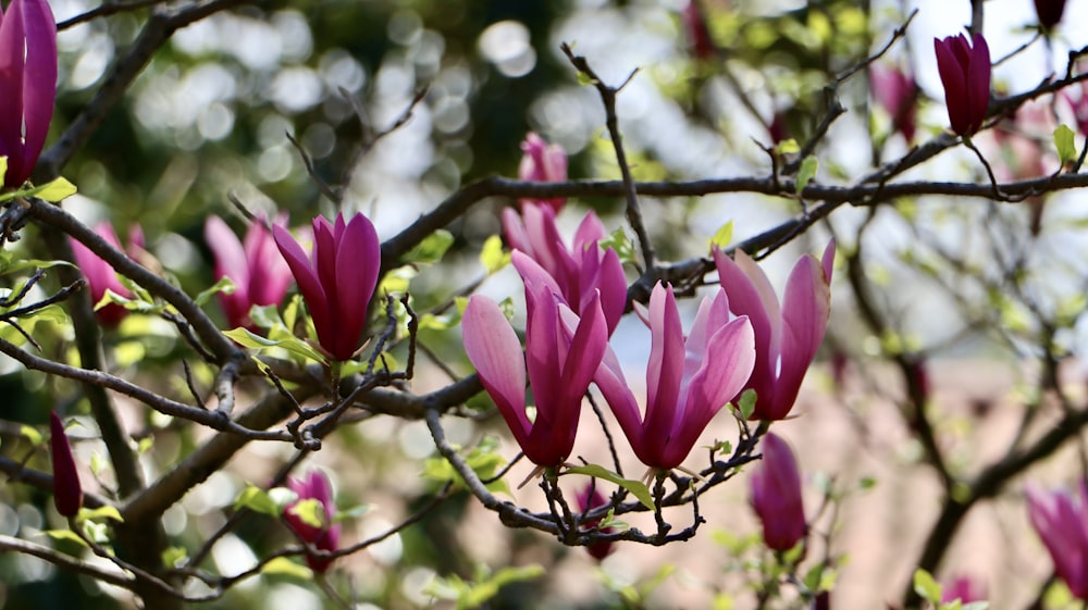 a bunch of pink flowers on a tree