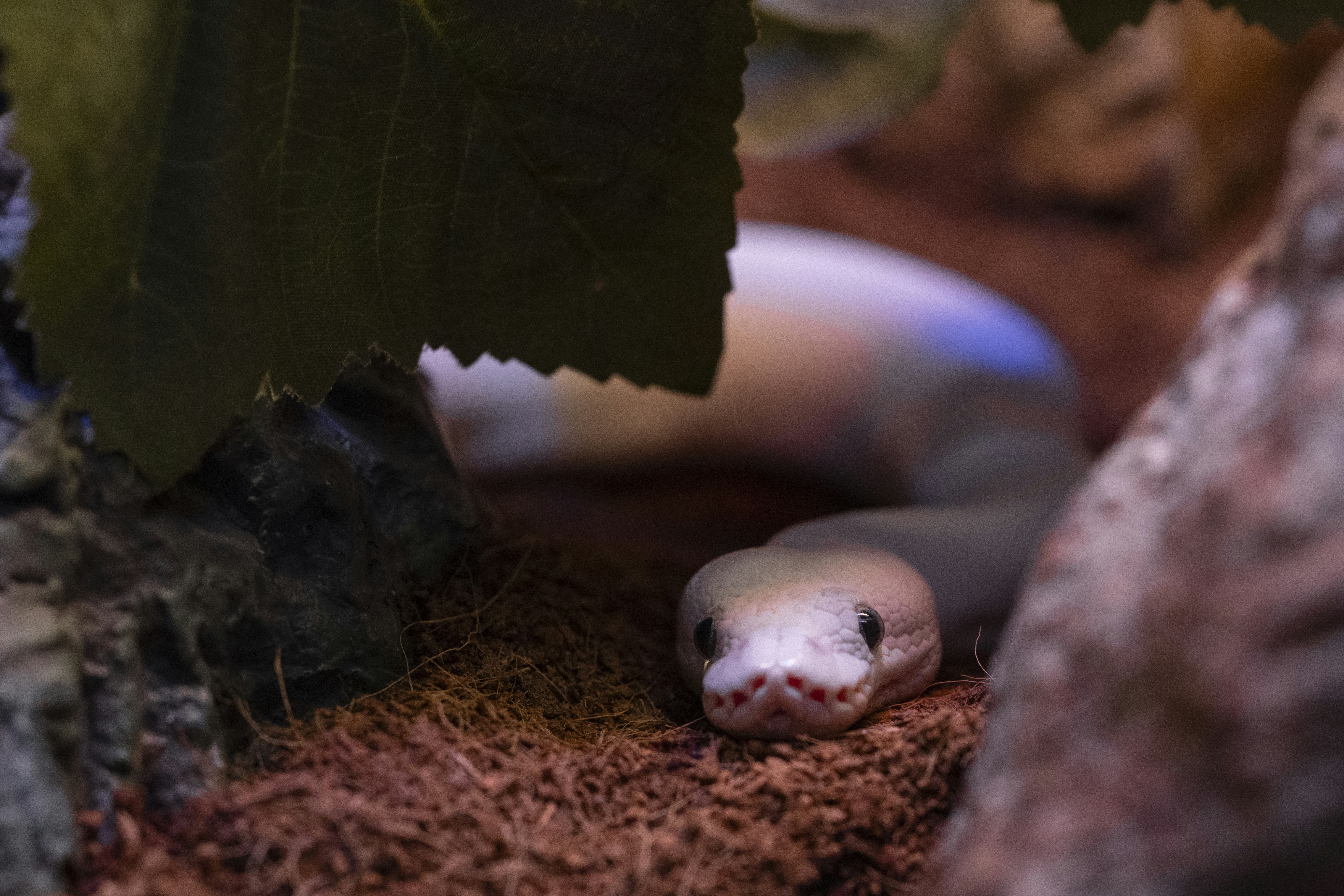 地面にいる蛇の接写