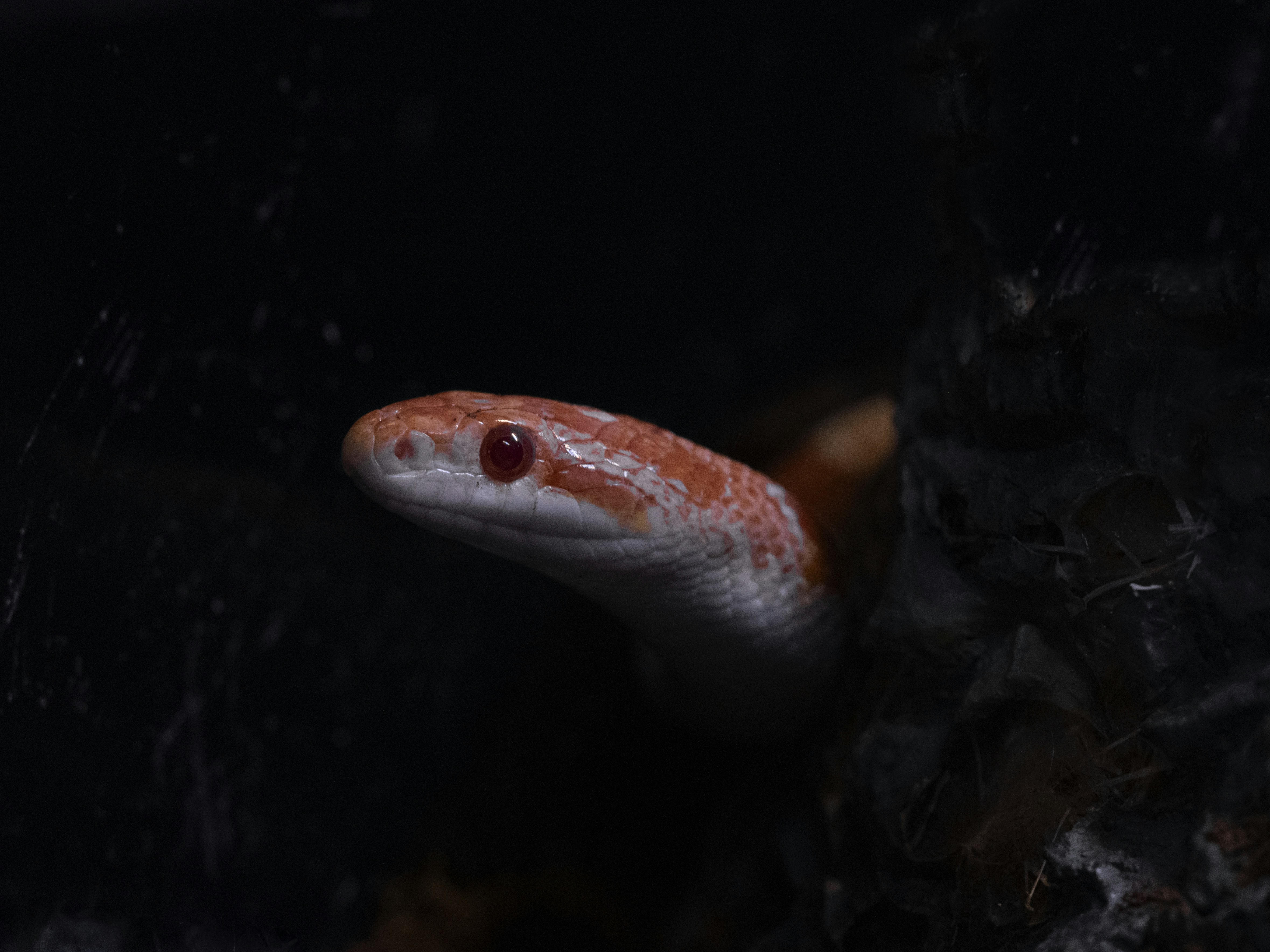 The Link Between Long-Term Exposure to Environmental Toxins and Cognitive Decline