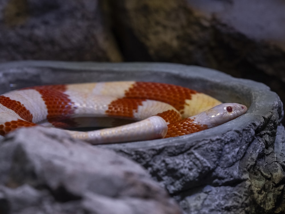 a close up of a snake on a rock