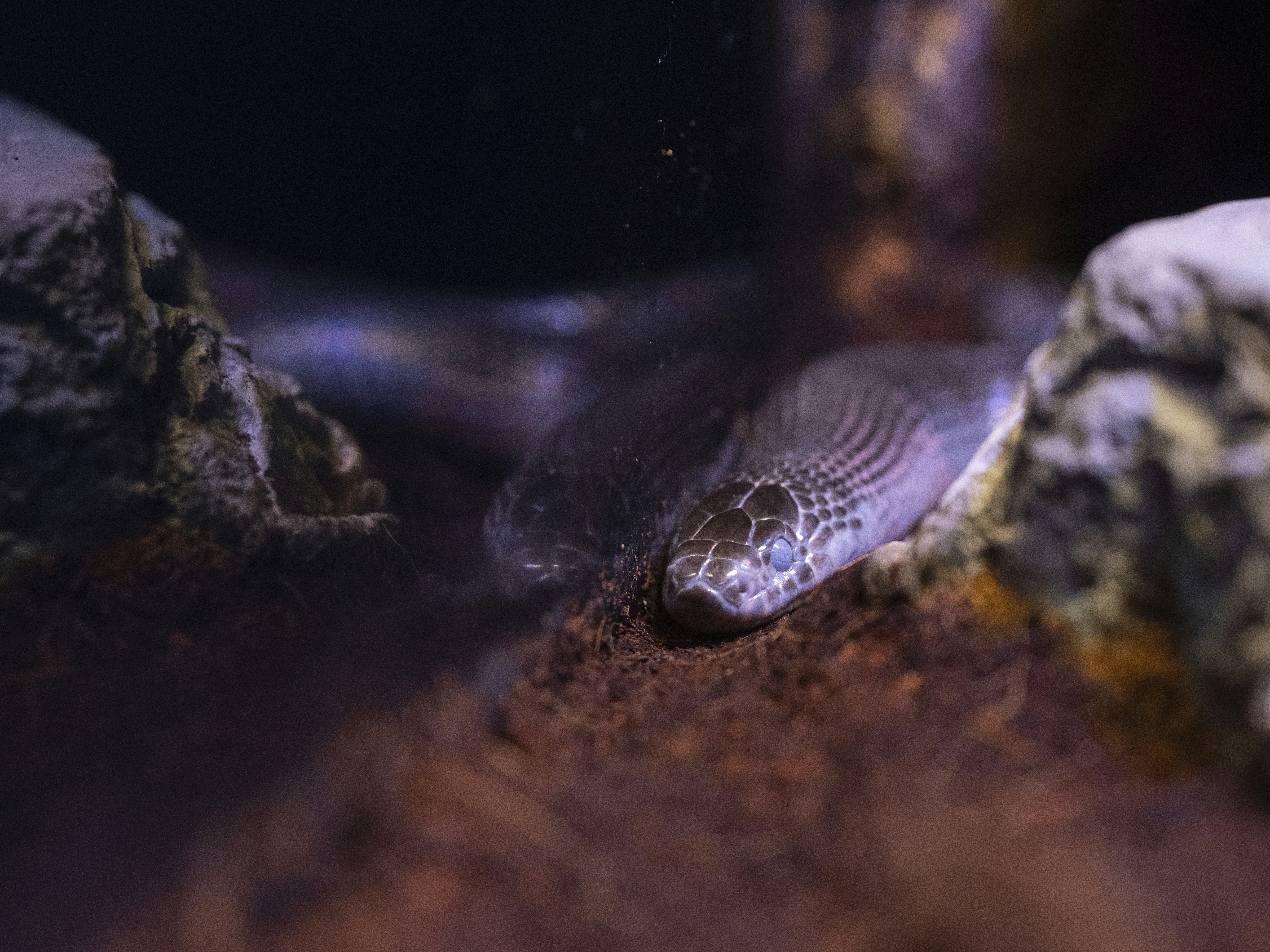 岩の上の蛇の接写