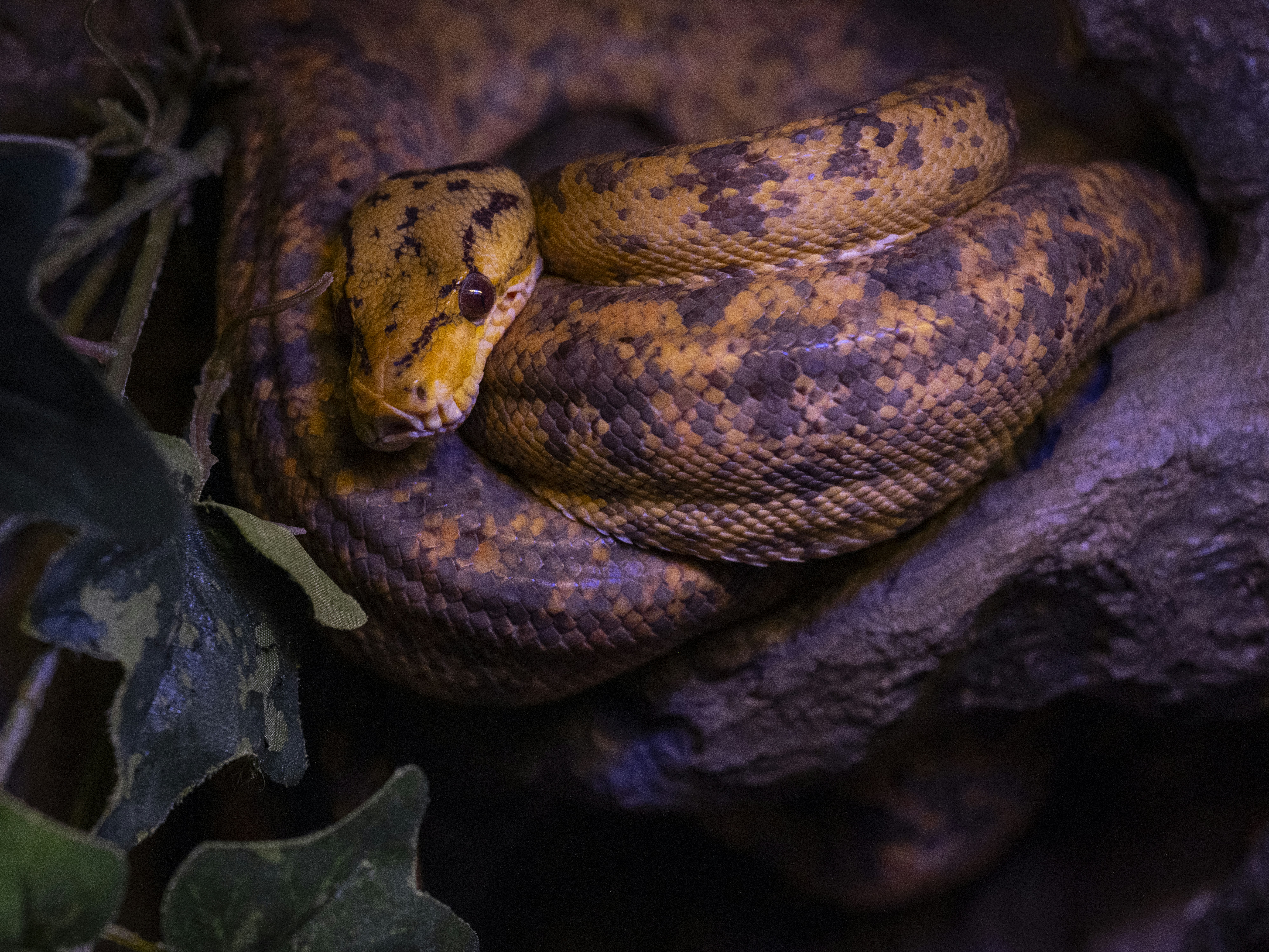 a yellow and brown snake curled up on a rock