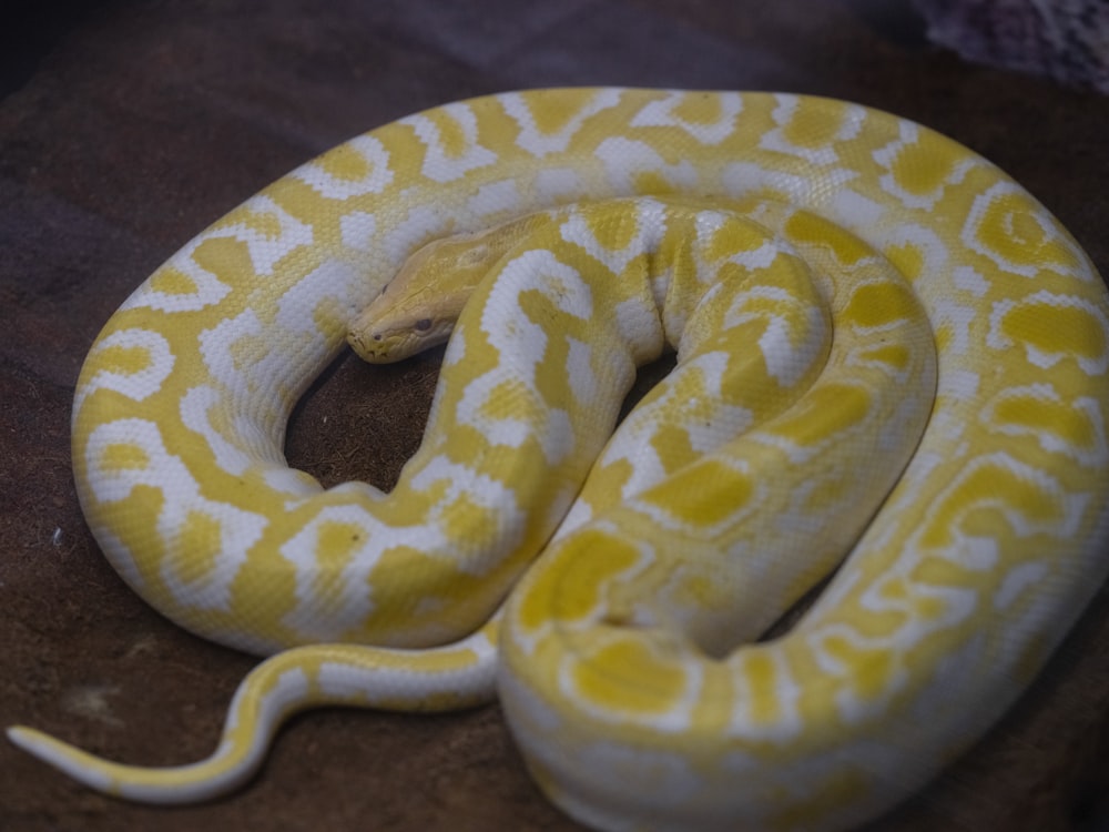 eine gelbe und weiße Schlange auf brauner Oberfläche