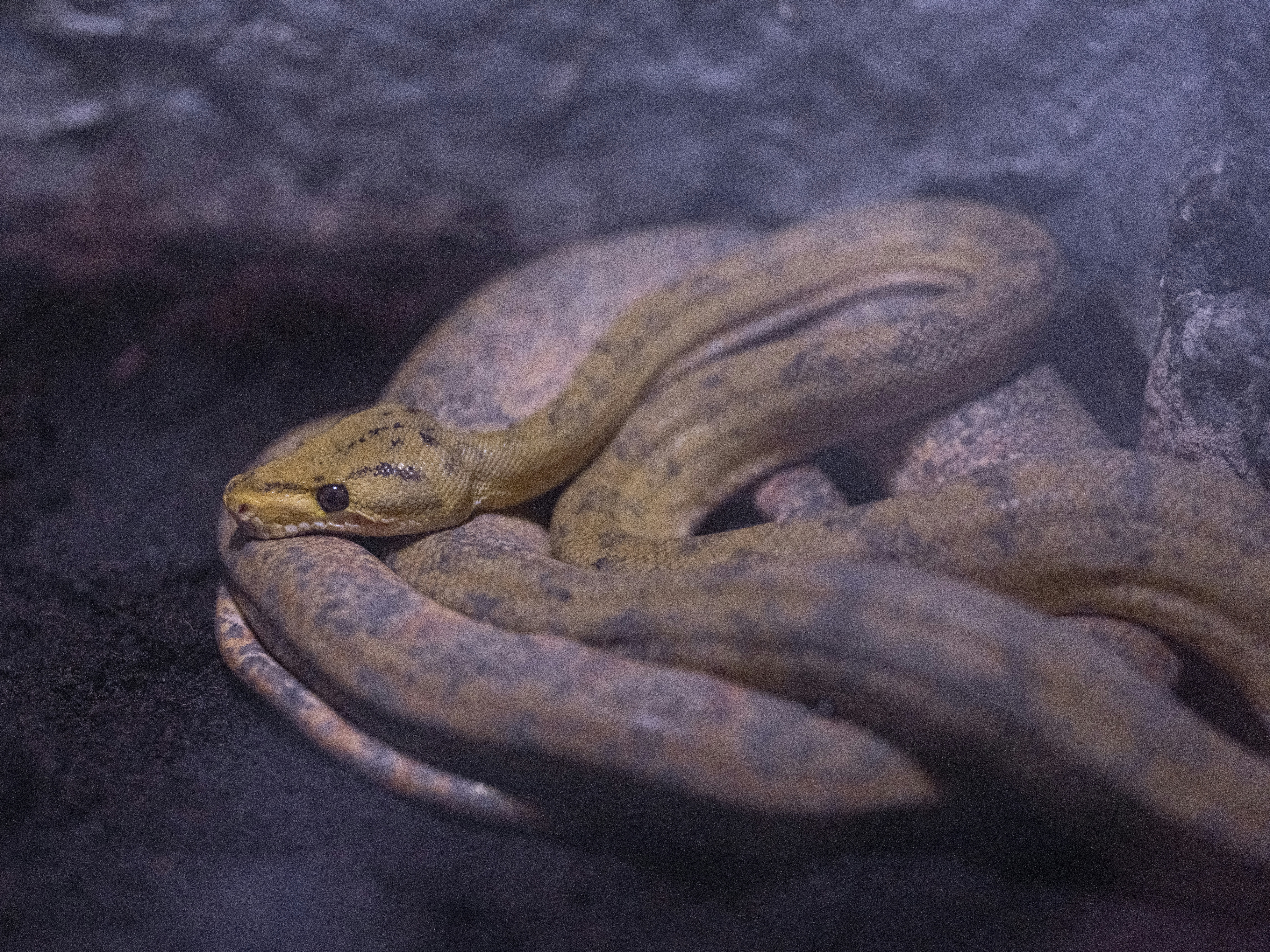 a yellow snake is curled up on a rock