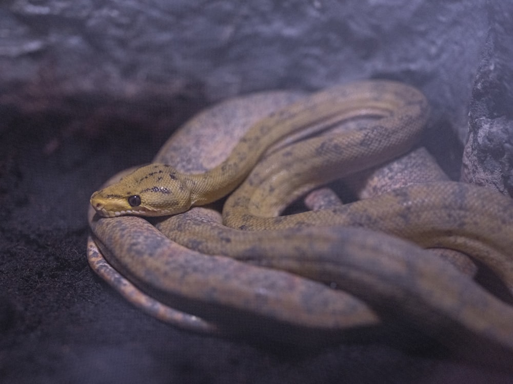 Un serpent jaune est recroquevillé sur un rocher