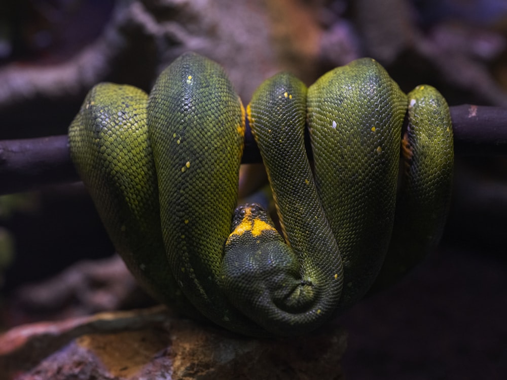 gros plan d’un serpent vert sur une branche