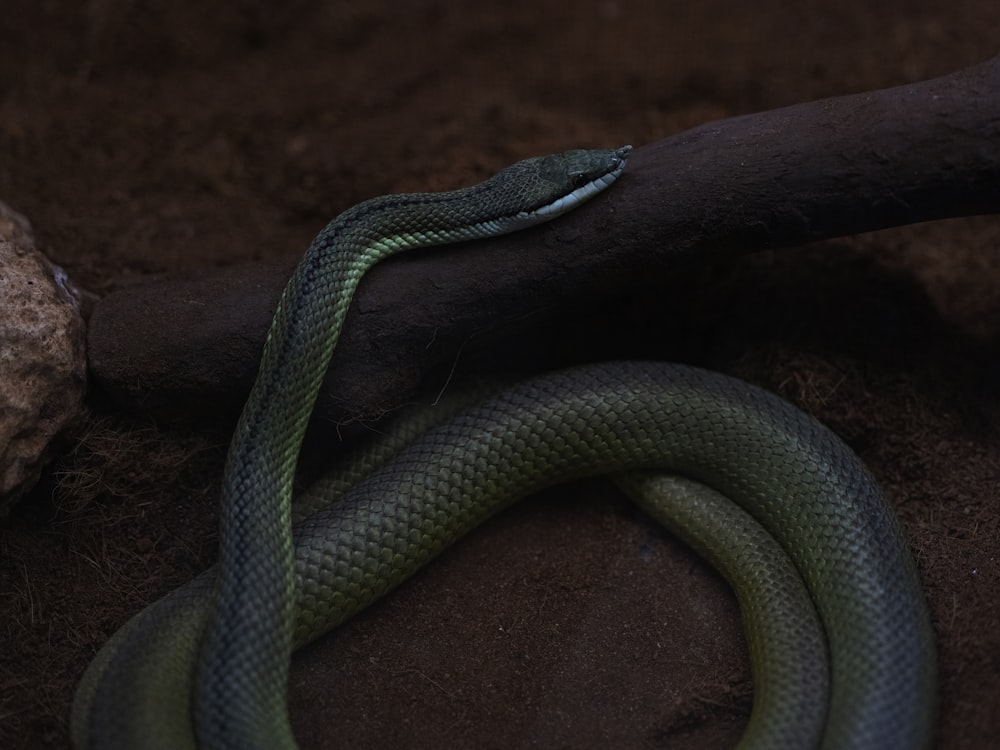 Eine grüne Schlange liegt auf dem Boden neben einem Ast
