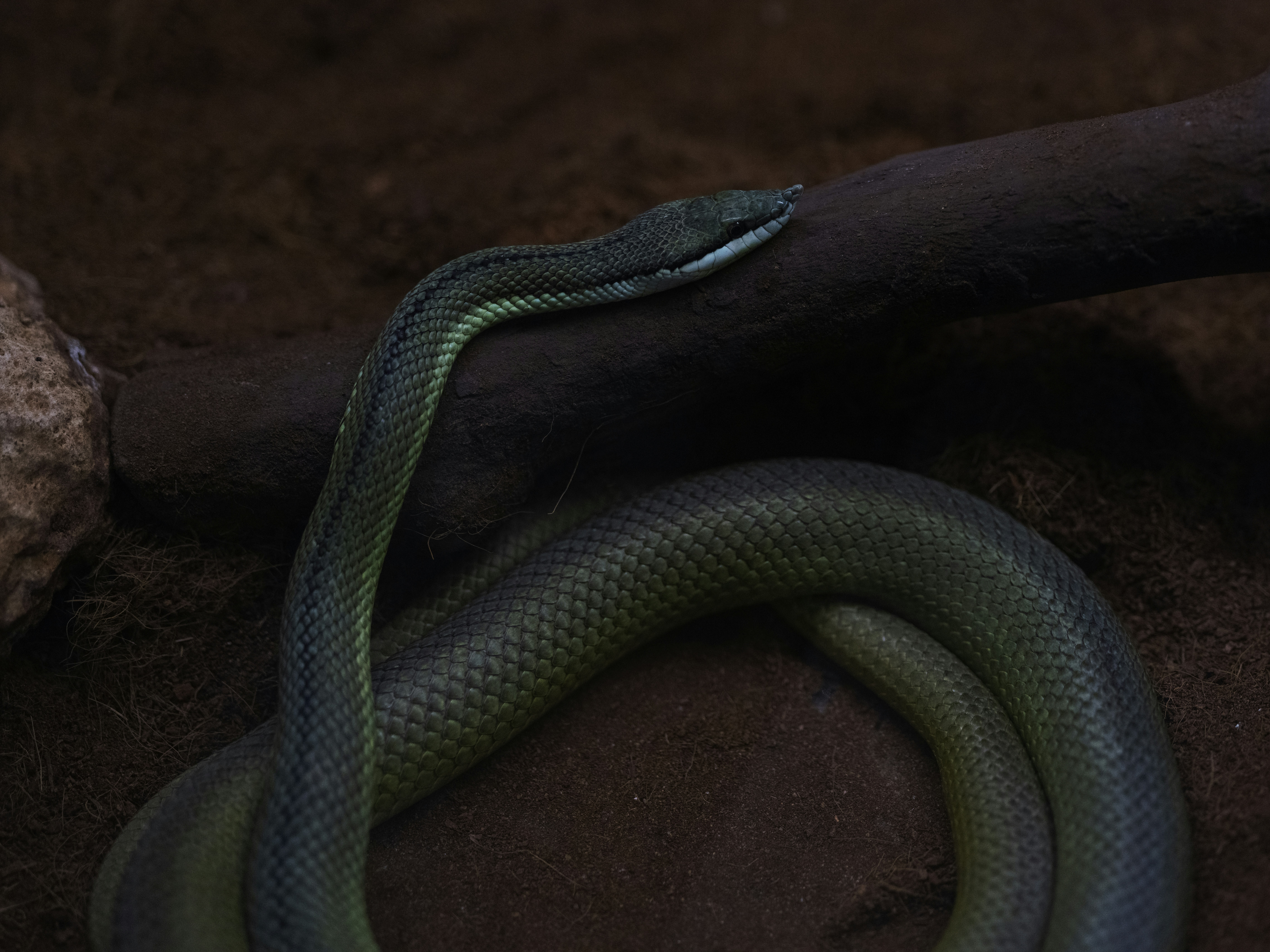 The Link Between Long-Term Exposure to Environmental Toxins and Cognitive Decline