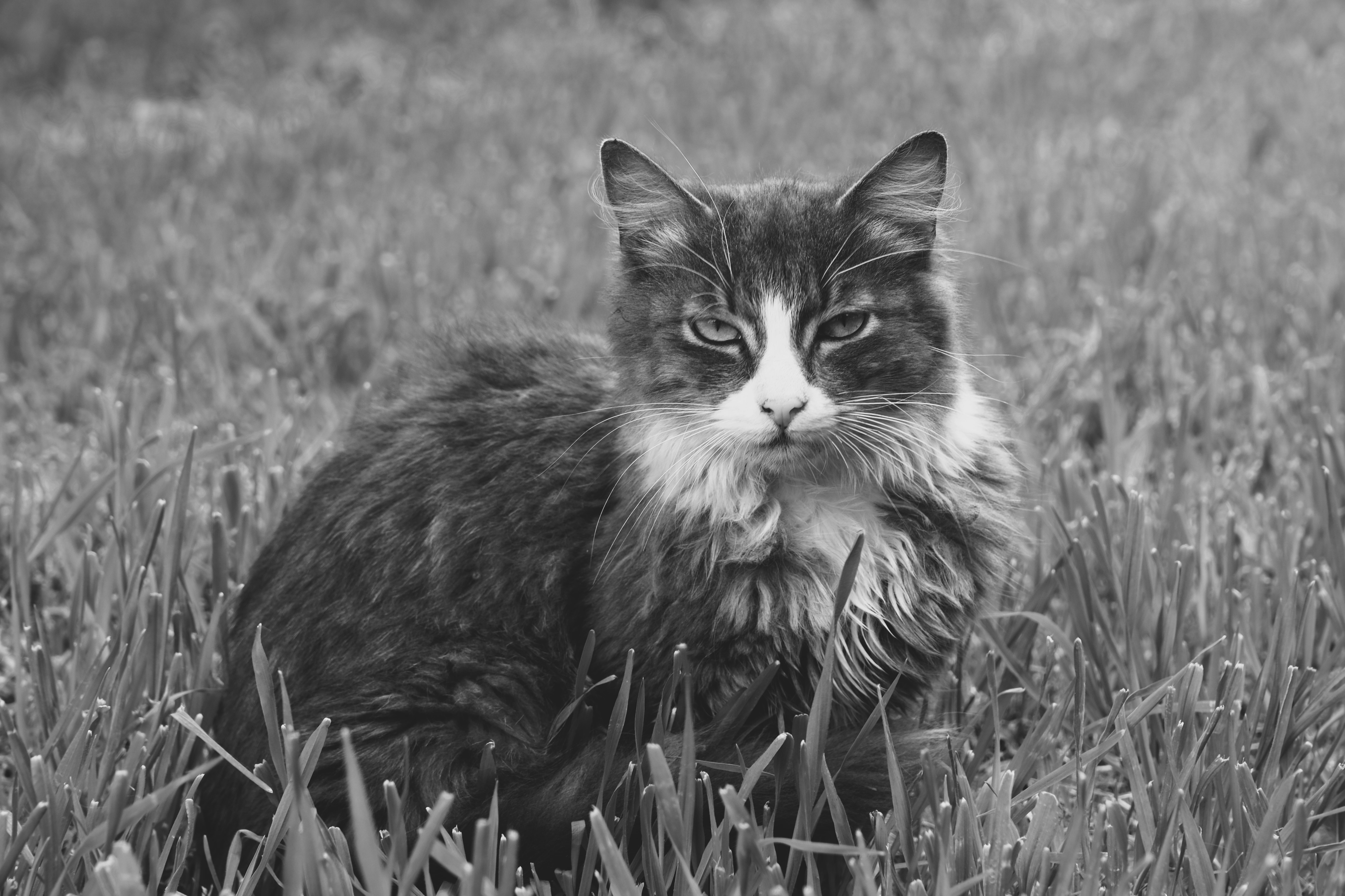 a black and white photo of a cat in a field