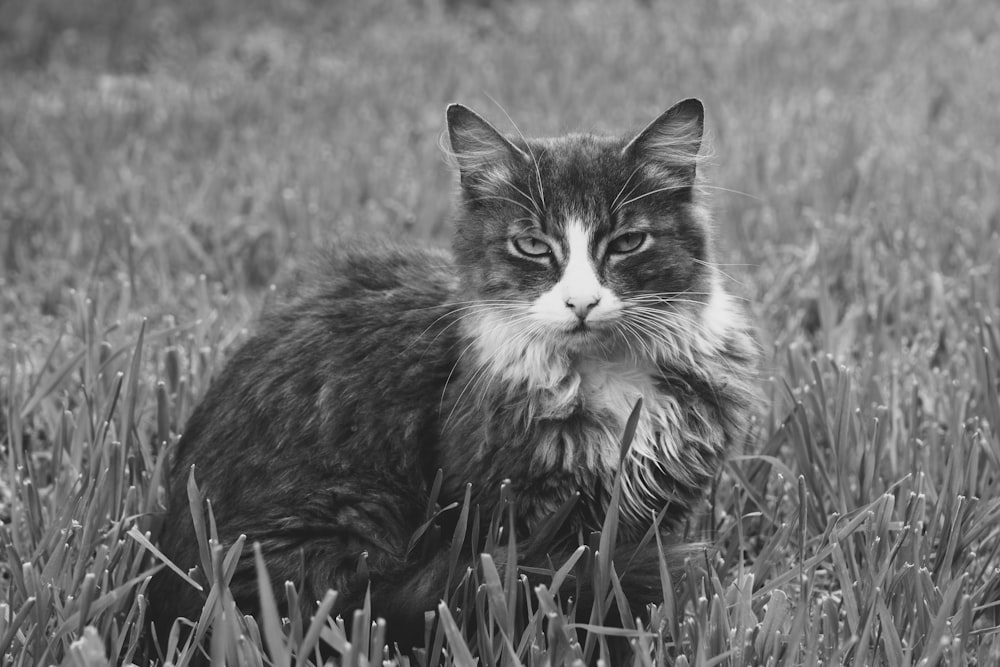 a black and white photo of a cat in a field