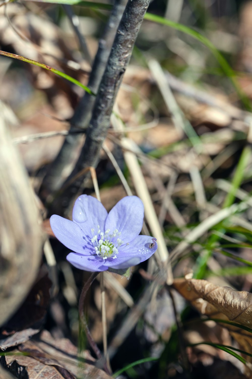 a small blue flower sitting on the ground