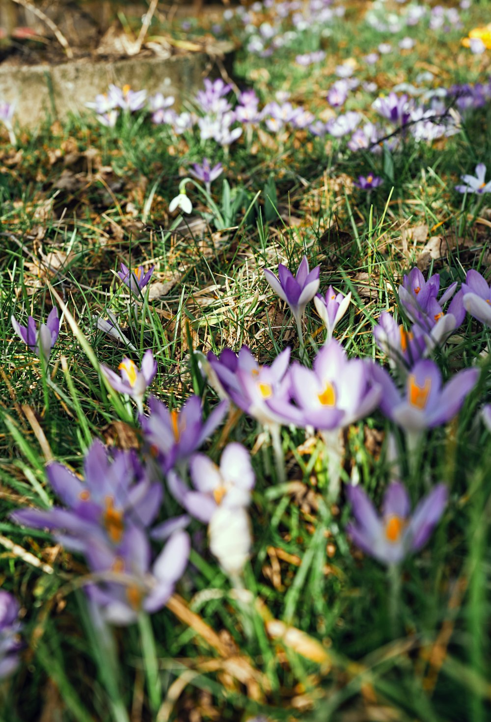 a bunch of purple flowers that are in the grass