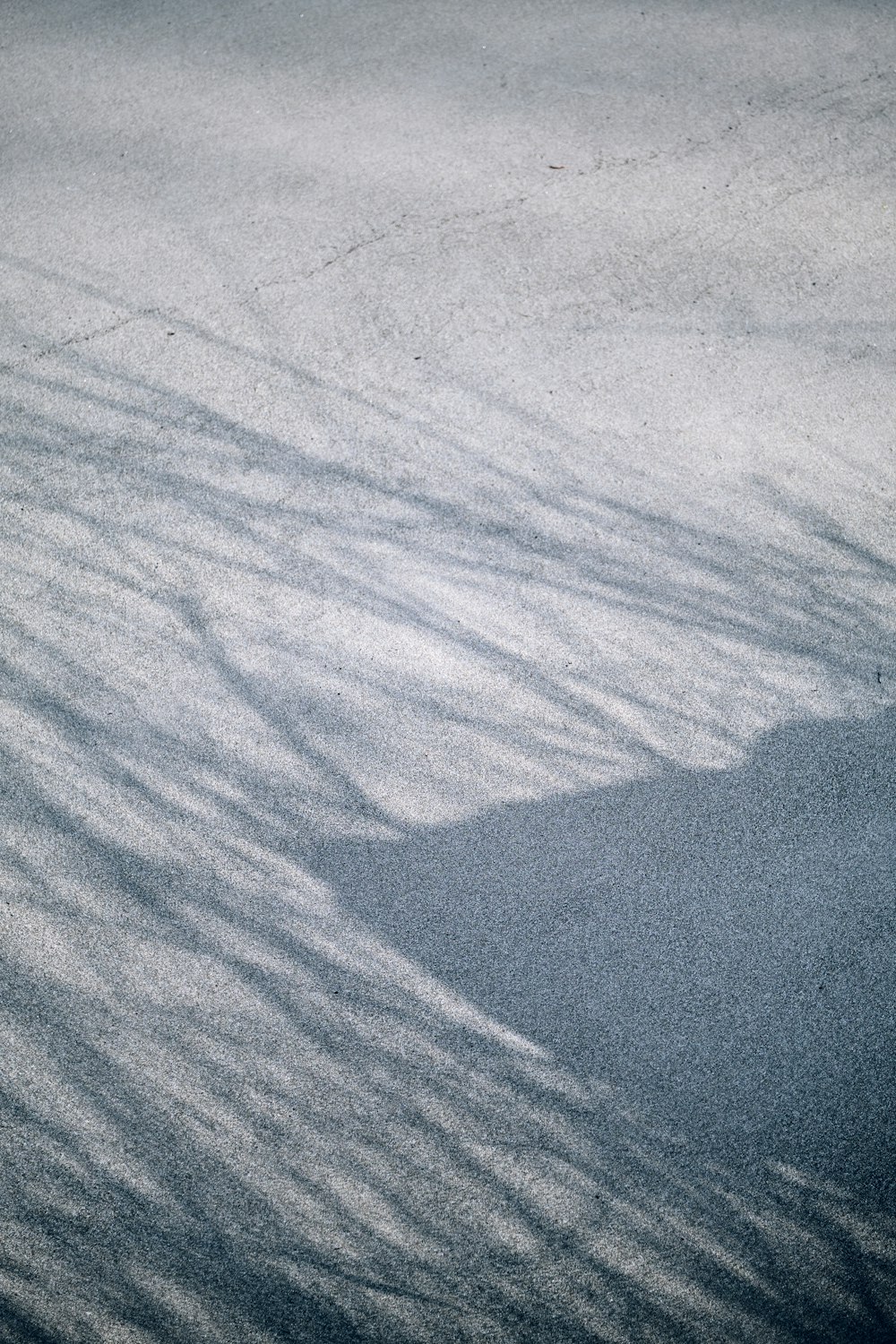 the shadow of a tree on the ground