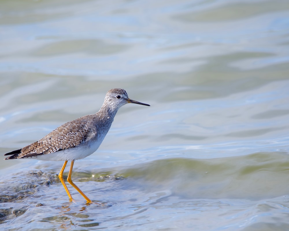 a bird standing on a rock in the water