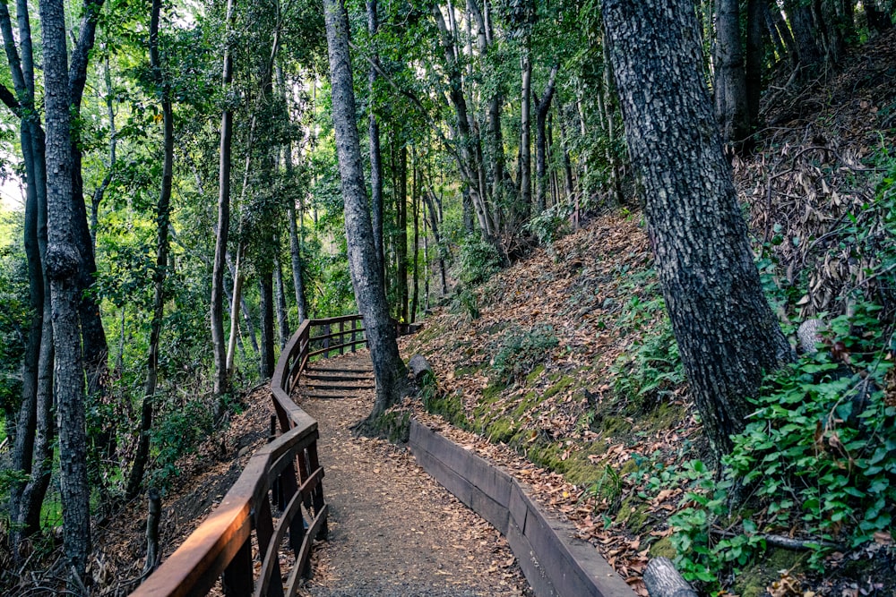 a wooden path in the middle of a forest