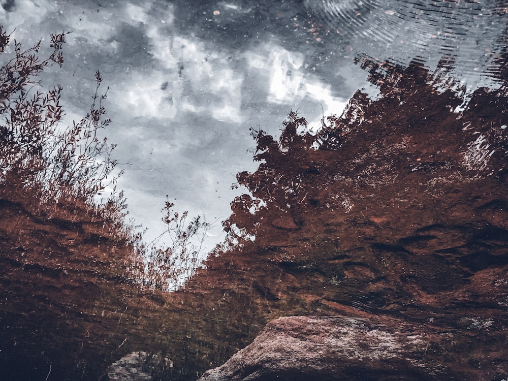 a reflection of trees in a puddle of water