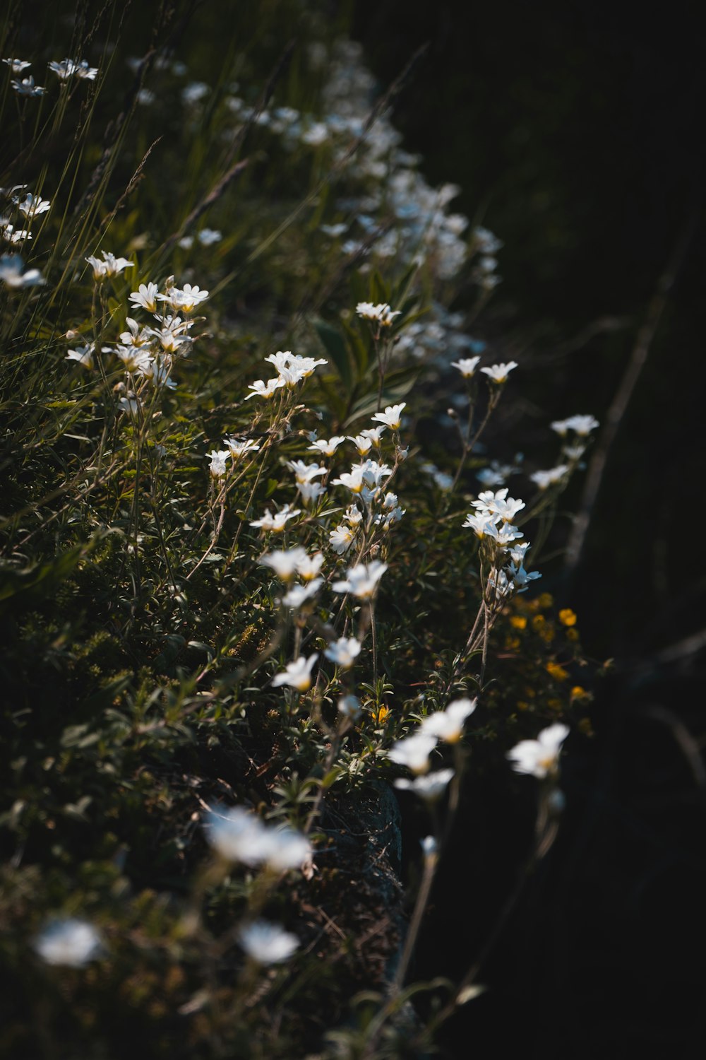 a bunch of flowers that are in the grass