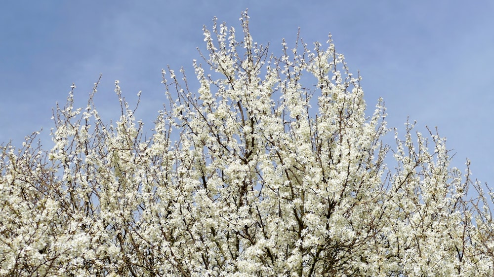 a tree with white flowers and a blue sky in the background