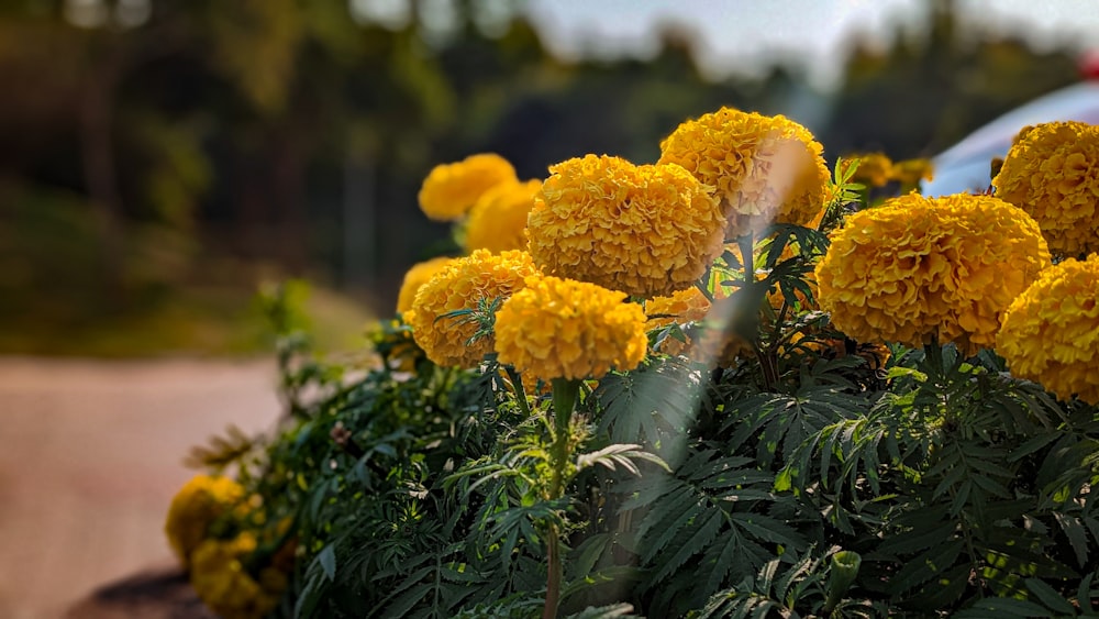 a bunch of yellow flowers in a garden