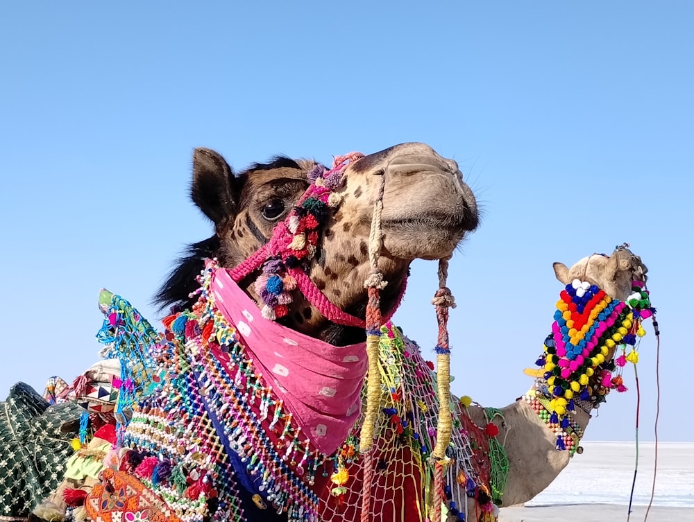 a close up of a camel with a blanket on it's back