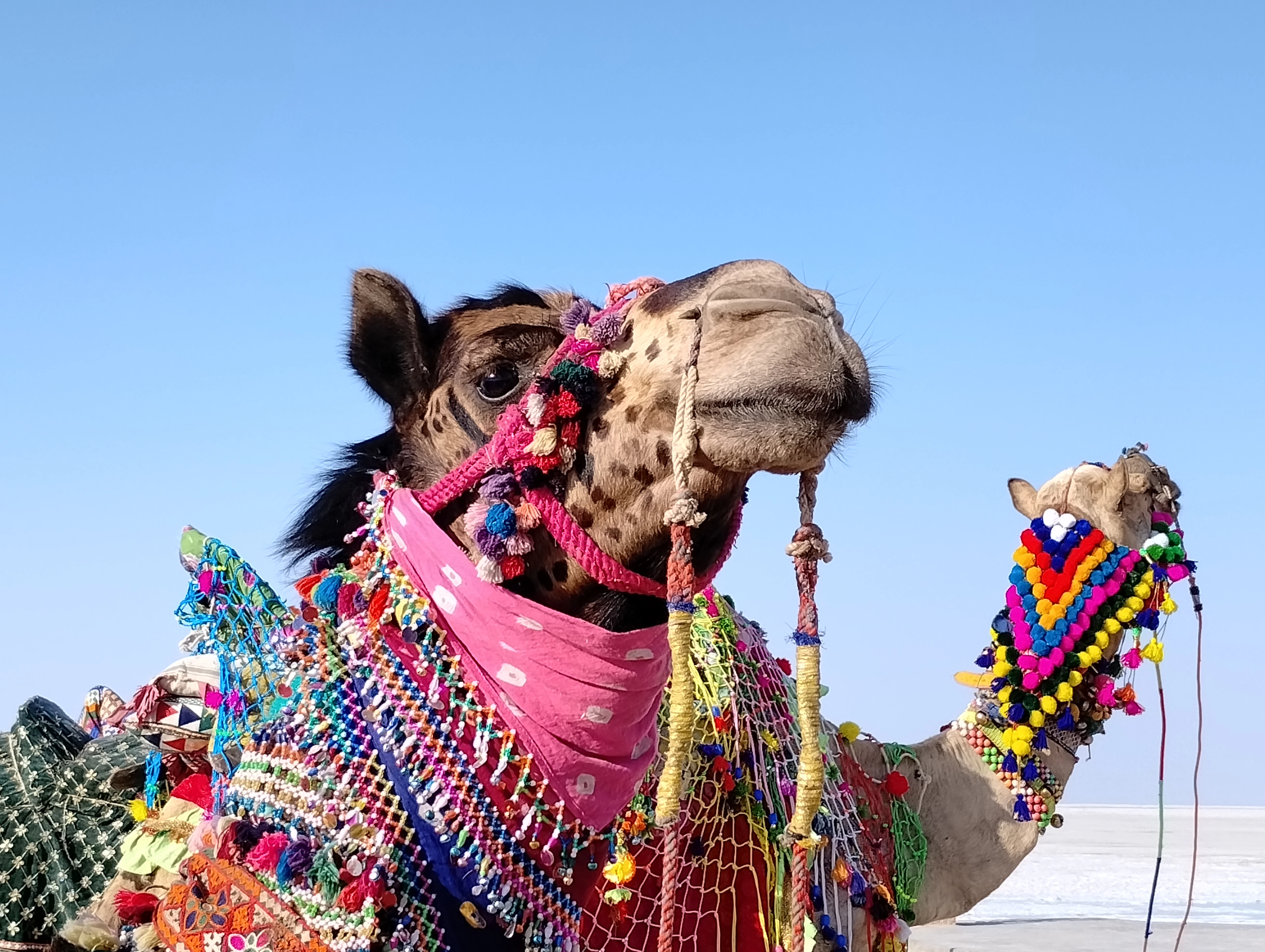 Rann of Kutch — photo 3