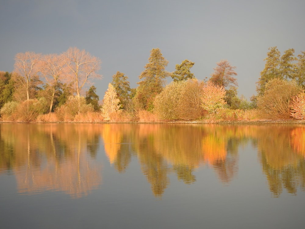 a body of water surrounded by lots of trees