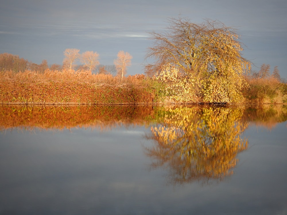 a tree is reflected in the still water of a lake