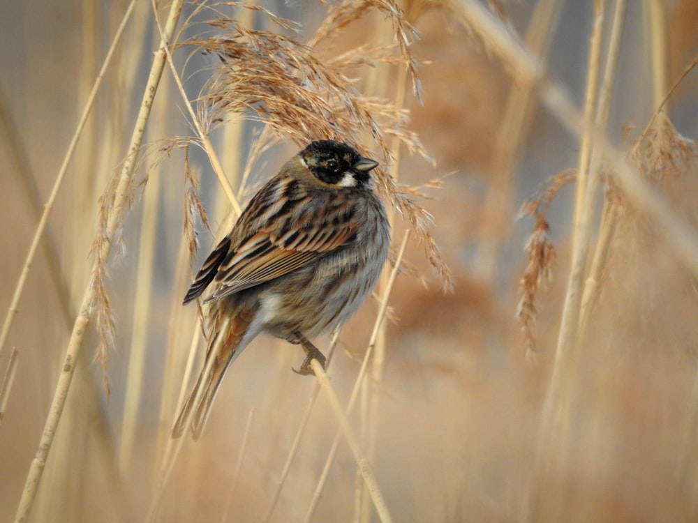 a small bird sitting on top of a dry grass field