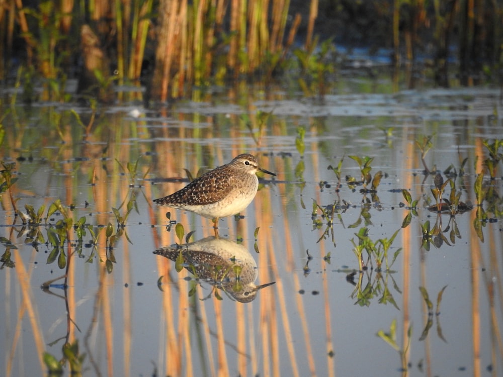 a couple of birds standing on top of a body of water