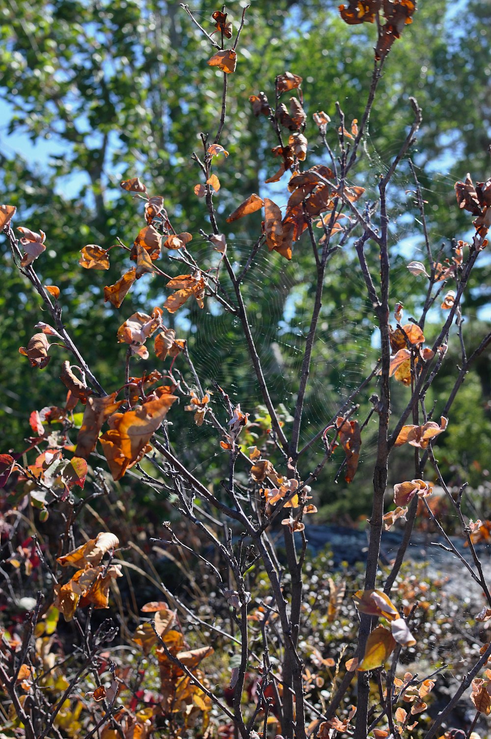 a small tree with lots of leaves on it