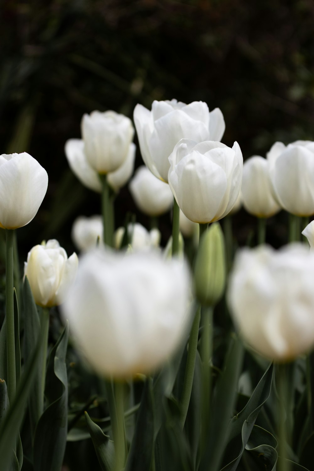 a bunch of white flowers in a field