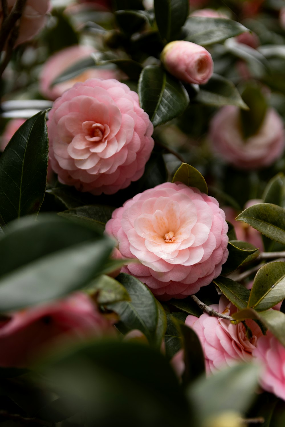 a bunch of pink flowers with green leaves