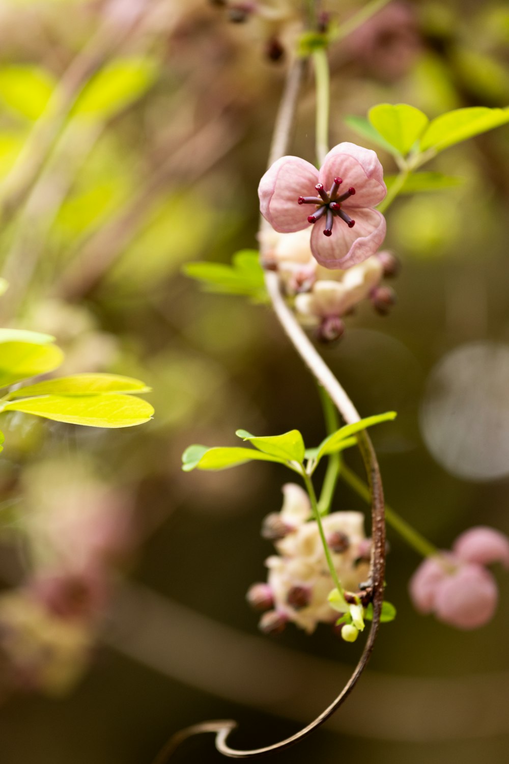 a close up of a flower on a tree branch