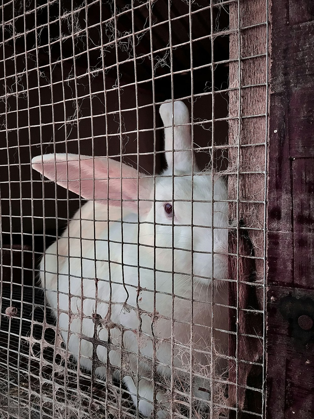 a white rabbit sitting inside of a cage