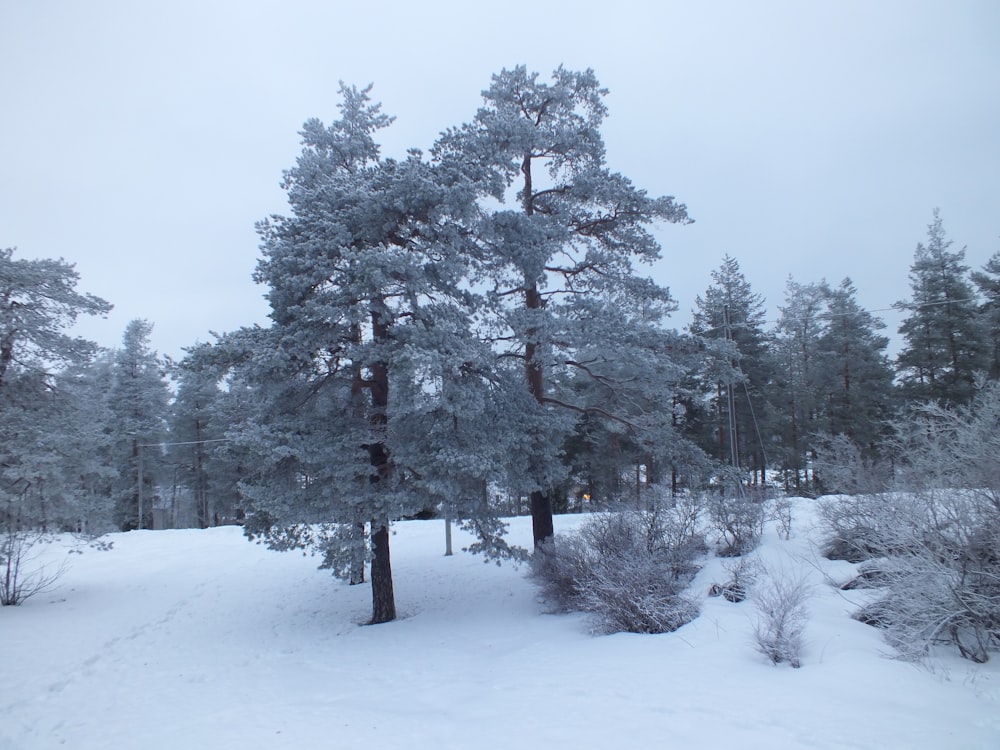 a group of trees covered in snow in a forest