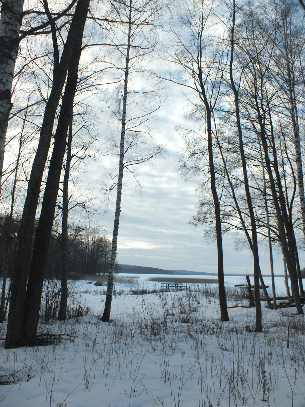 un grupo de árboles que están en la nieve