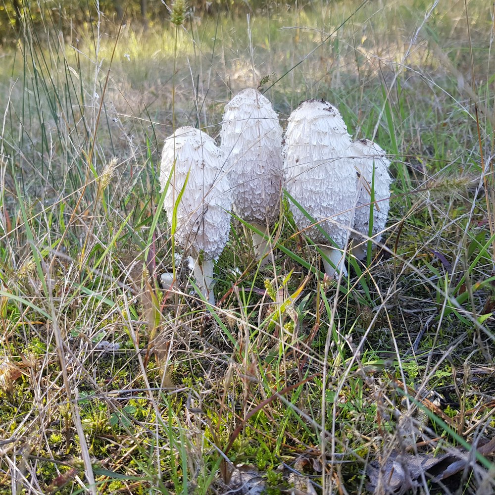 a couple of white mushrooms sitting on top of a lush green field
