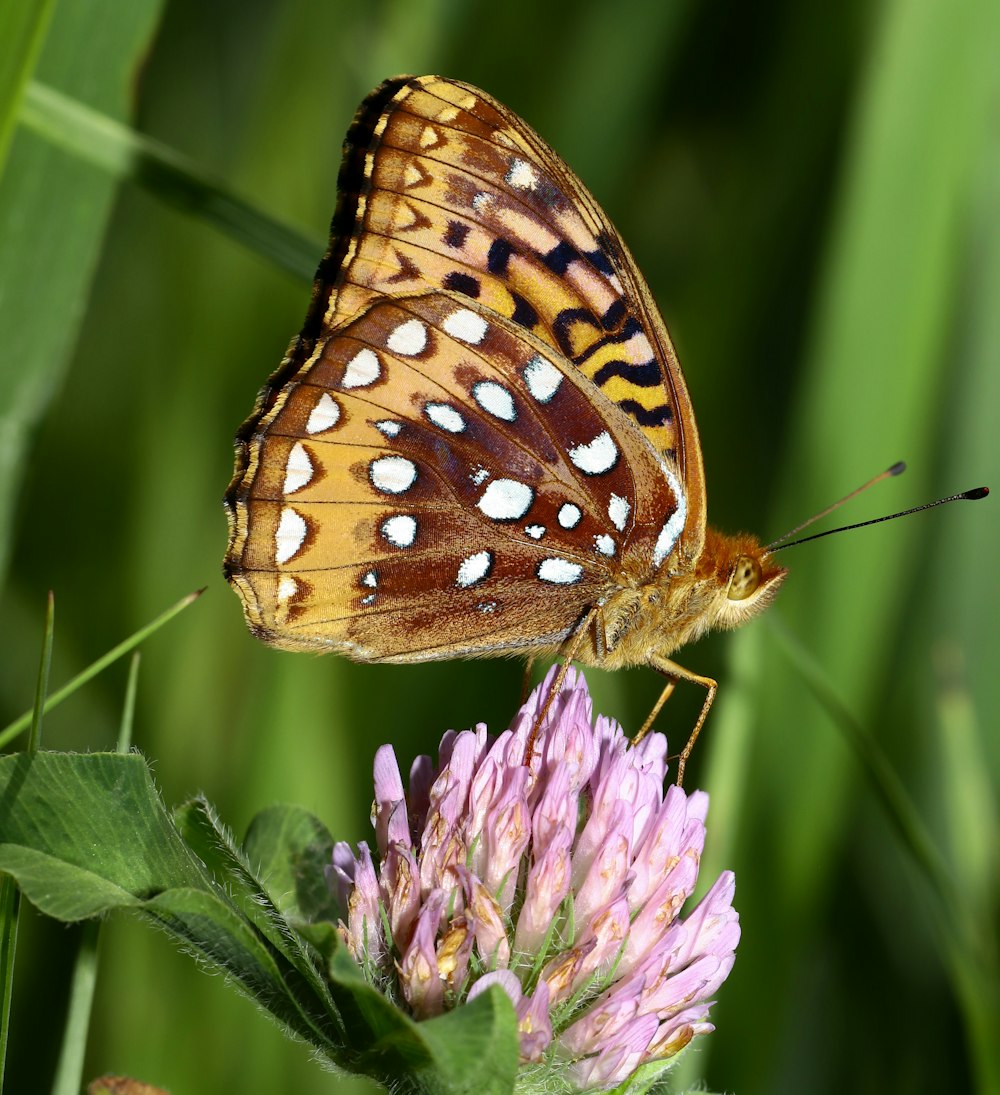 a close up of a butterfly on a flower