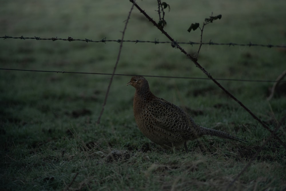 un pájaro parado en la hierba detrás de una cerca de alambre de púas