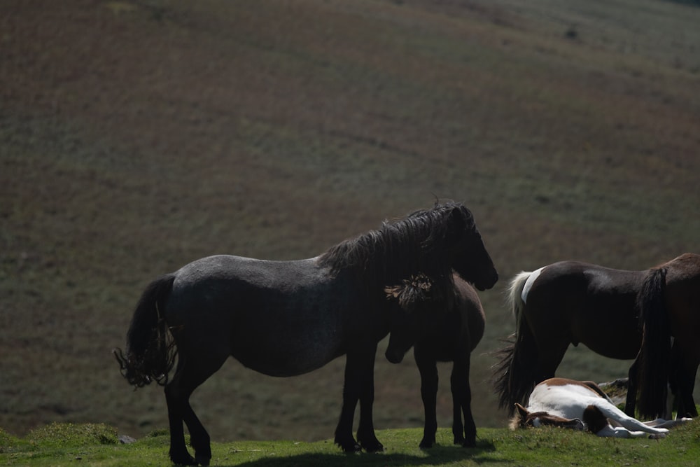 a group of horses standing on top of a lush green field