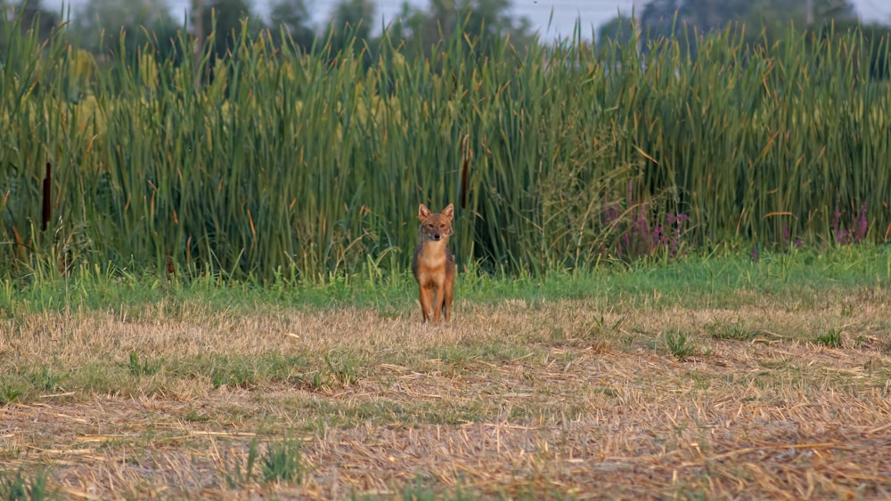 a deer standing in the middle of a field