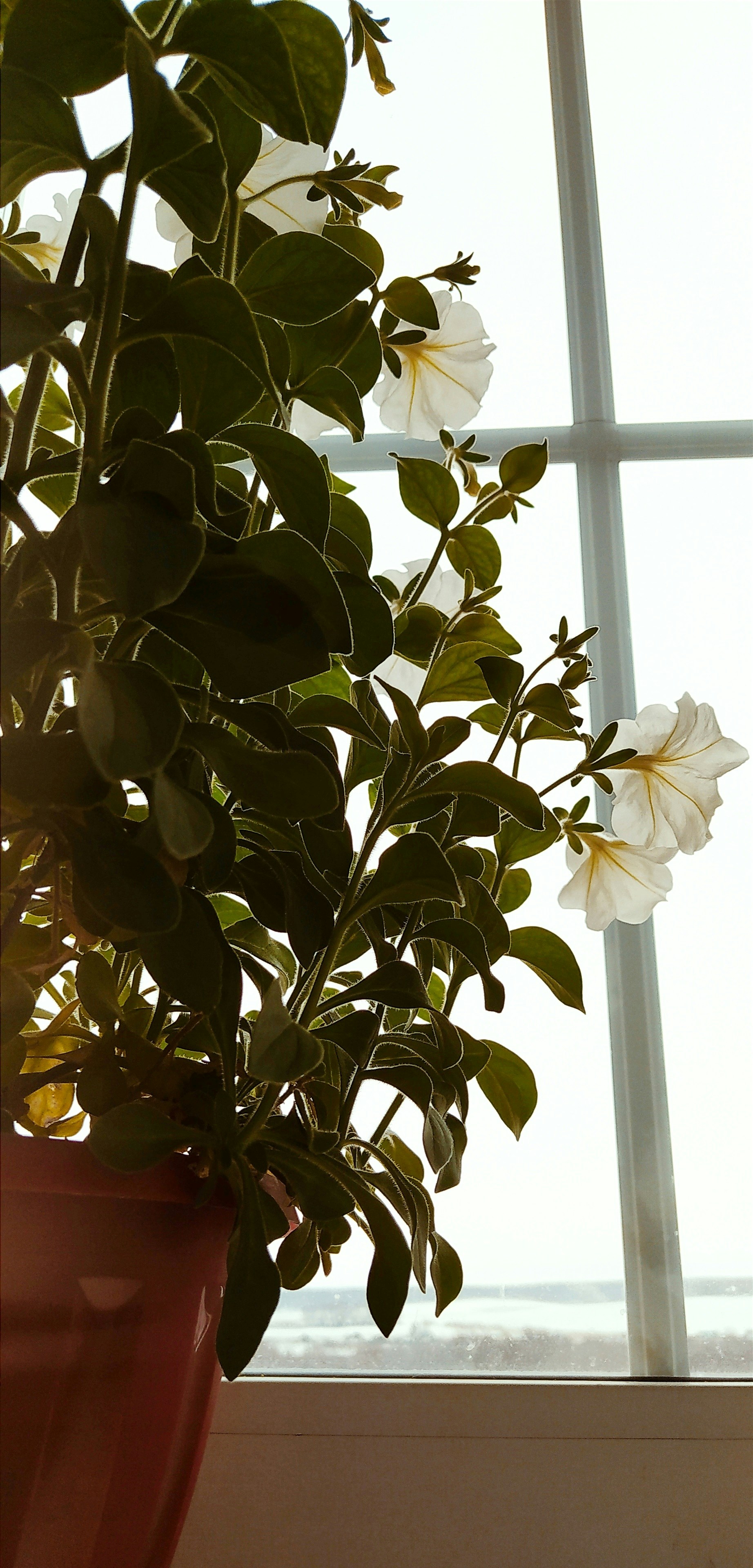 um vaso de planta com flores brancas na frente de uma janela