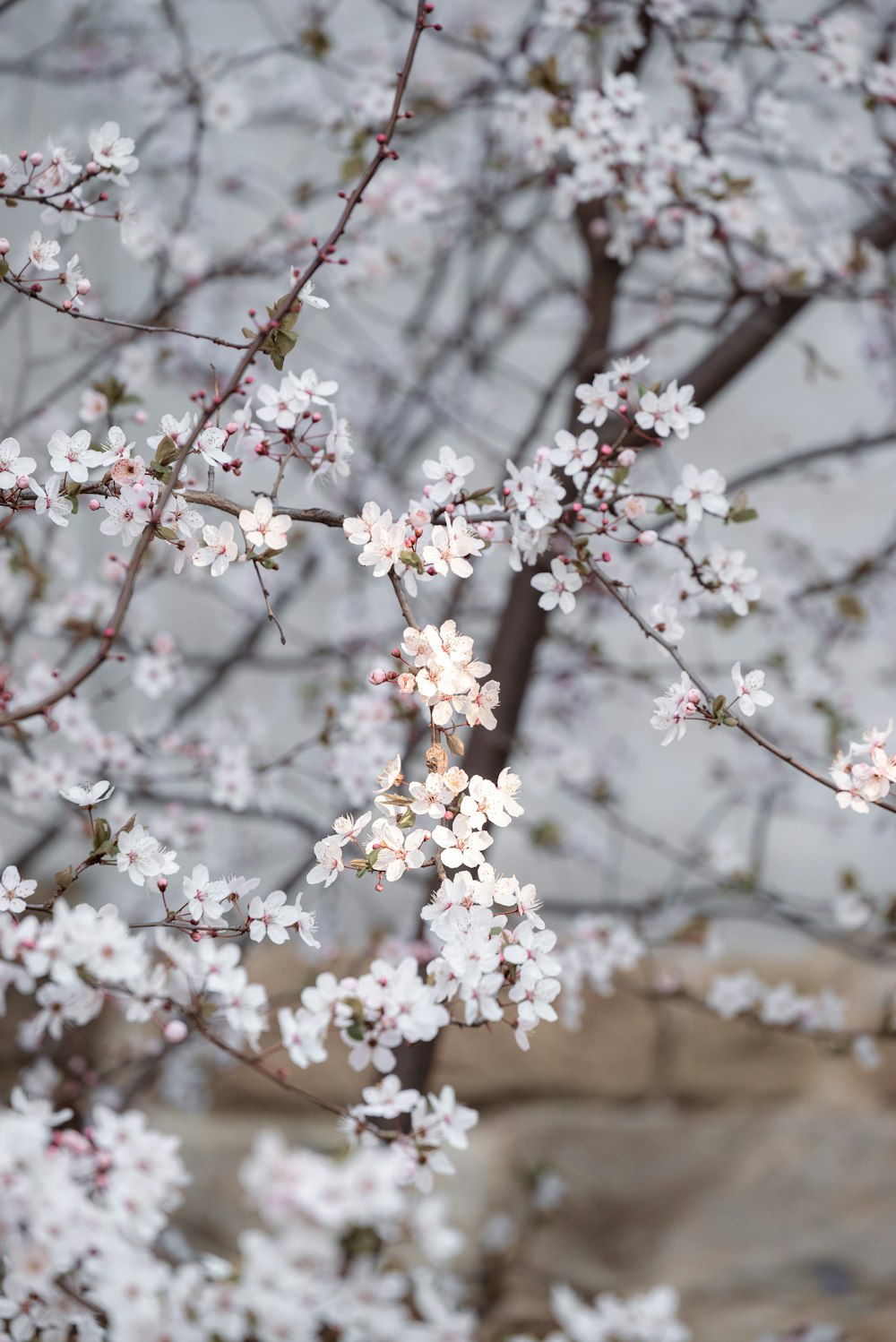 a tree with white flowers in front of a stone wall