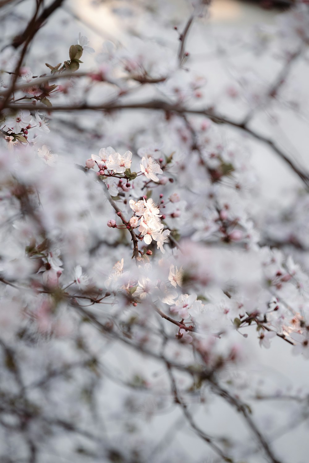 a close up of a tree with pink flowers