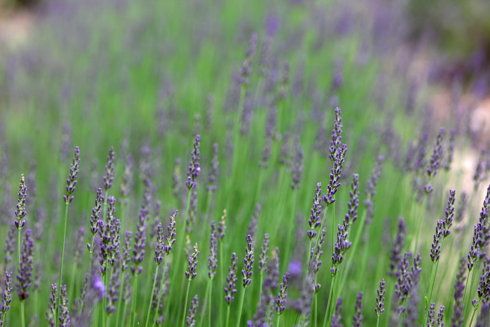 a field of lavender flowers with green grass in the background