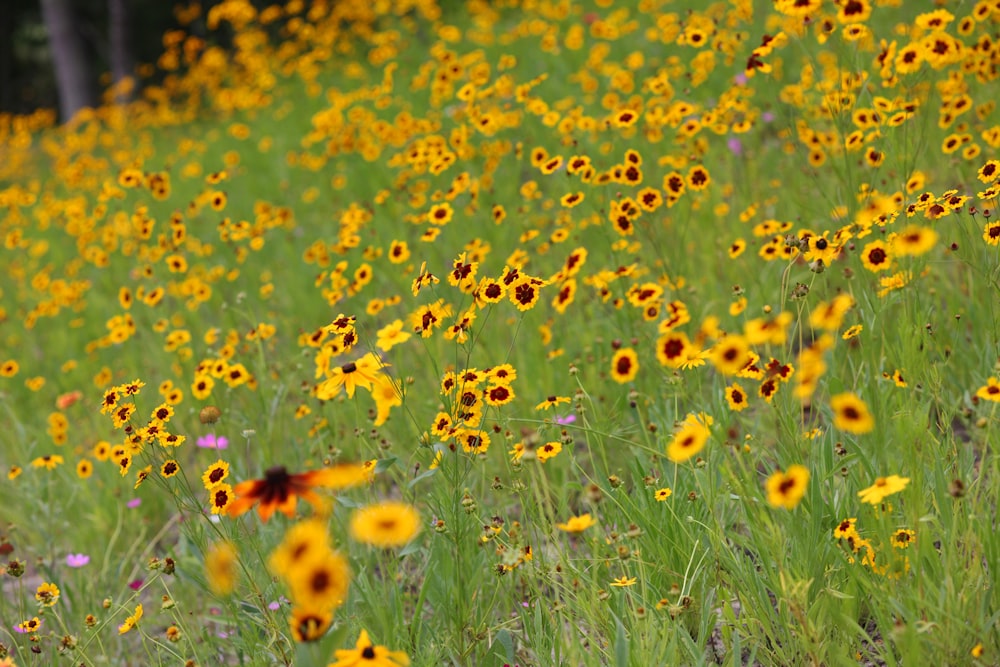 a field full of yellow and red flowers