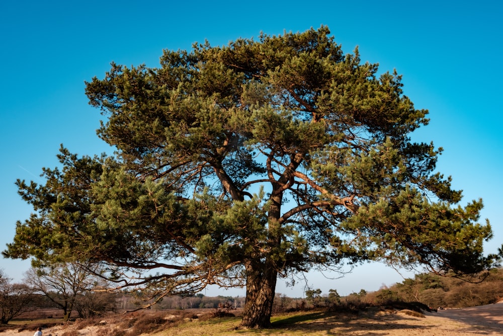 a large green tree sitting on the side of a road